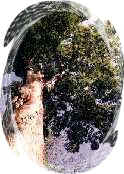 qѤѪN Qs[ gb-t5a.JPG (15304)