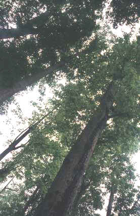 piho15.jpg (24146 Ӧ줸)